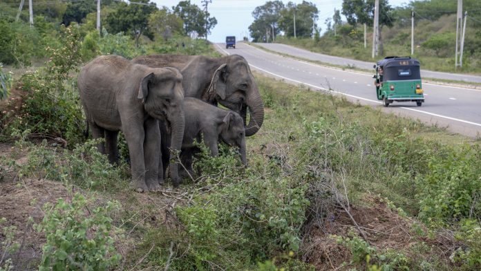 Elephants