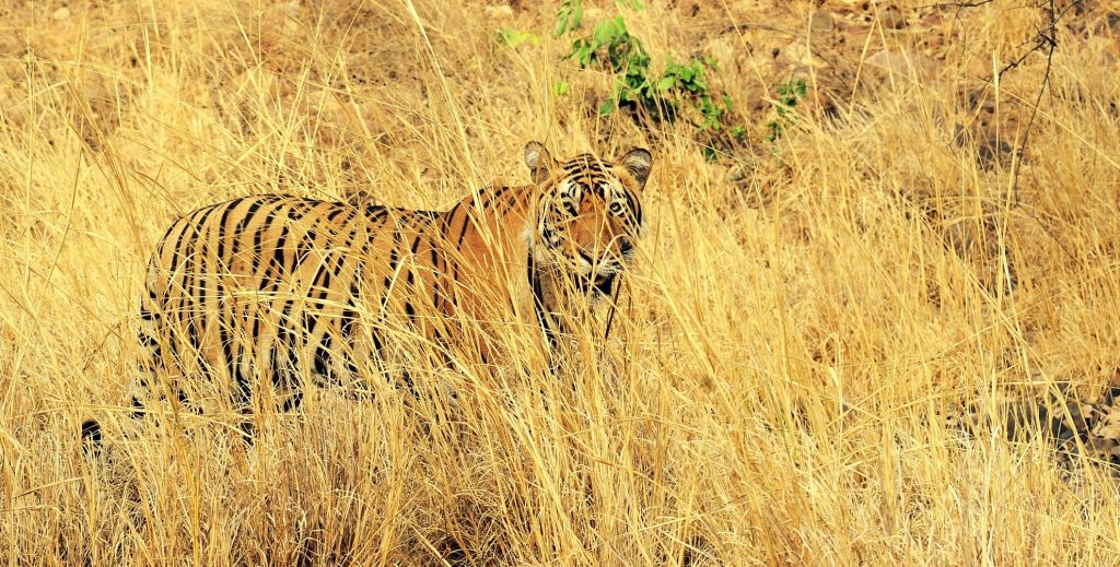 Indian forests out of space for more tigers. What will tiger lobby do now?