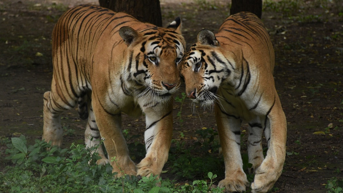 india-s-tiger-population-has-doubled-since-2006-here-s-why-it-is-important