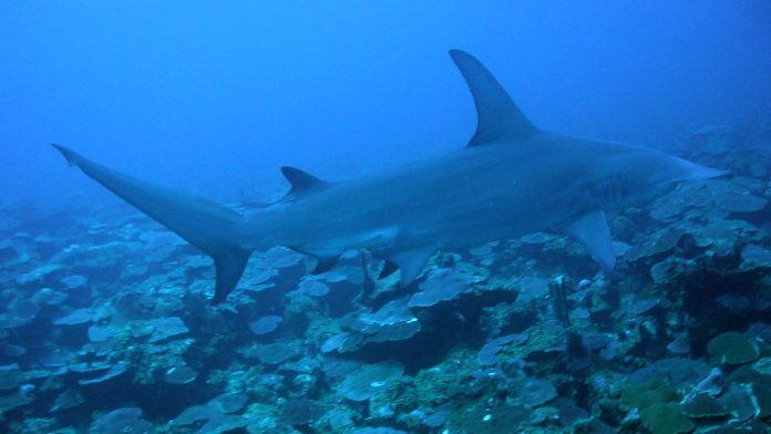 Sharks Sharks