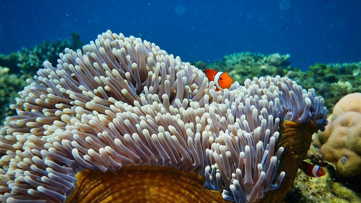 dead-coral-reefs-could-be-revived-by-playing-sounds-of-healthy-reefs-finds-study