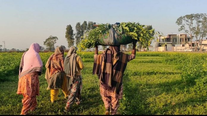 Representational image of women farmers in Patiala | Photo: Urjita Bhardwaj | ThePrint Representational image of women farmers in Patiala | Photo: Urjita Bhardwaj | ThePrint