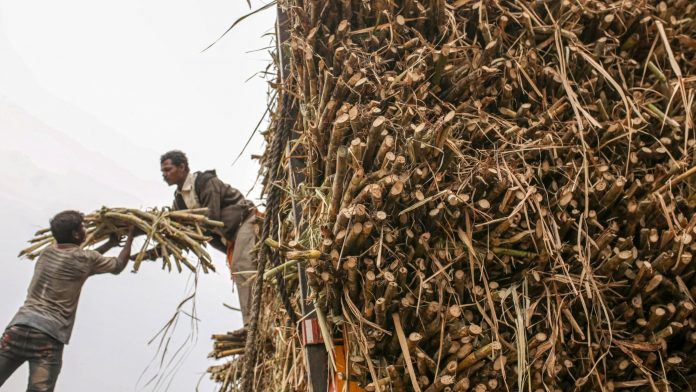 Sugar Harvesting in Maharashtra as Exports Set to Miss Target Workers load a bundle of sugarcane onto a truck while harvesting the crop in the Jalana district of Maharashtra, India (File photo) | Bloomberg