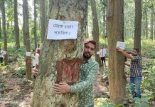 Assam's Chipko movement