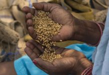 Representational image for wheat | Photo: Bloomberg