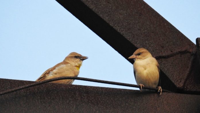 Yellow throat sparrow: the first bird that prompted Birdman Salim Ali to study birds in India | Twitter Yellow throat sparrow: the first bird that prompted Birdman Salim Ali to study birds in India | Twitter